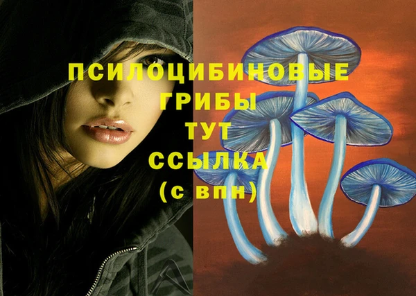 прущие грибы Армянск